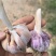 河北大青稞蒜种