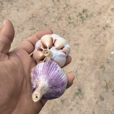 河北大青稞蒜种