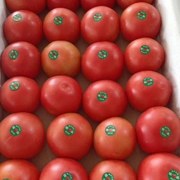 露地西红柿🍅🍅