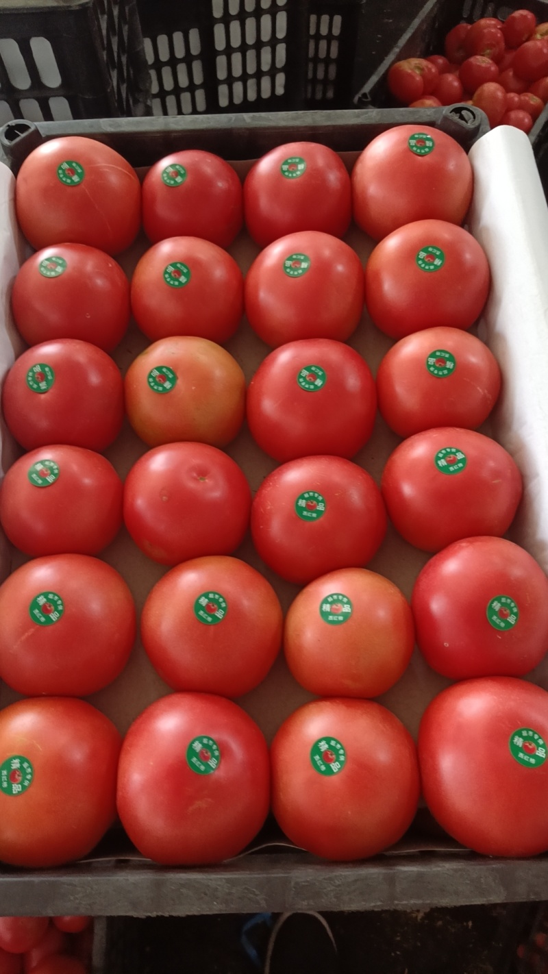 露地西红柿🍅🍅