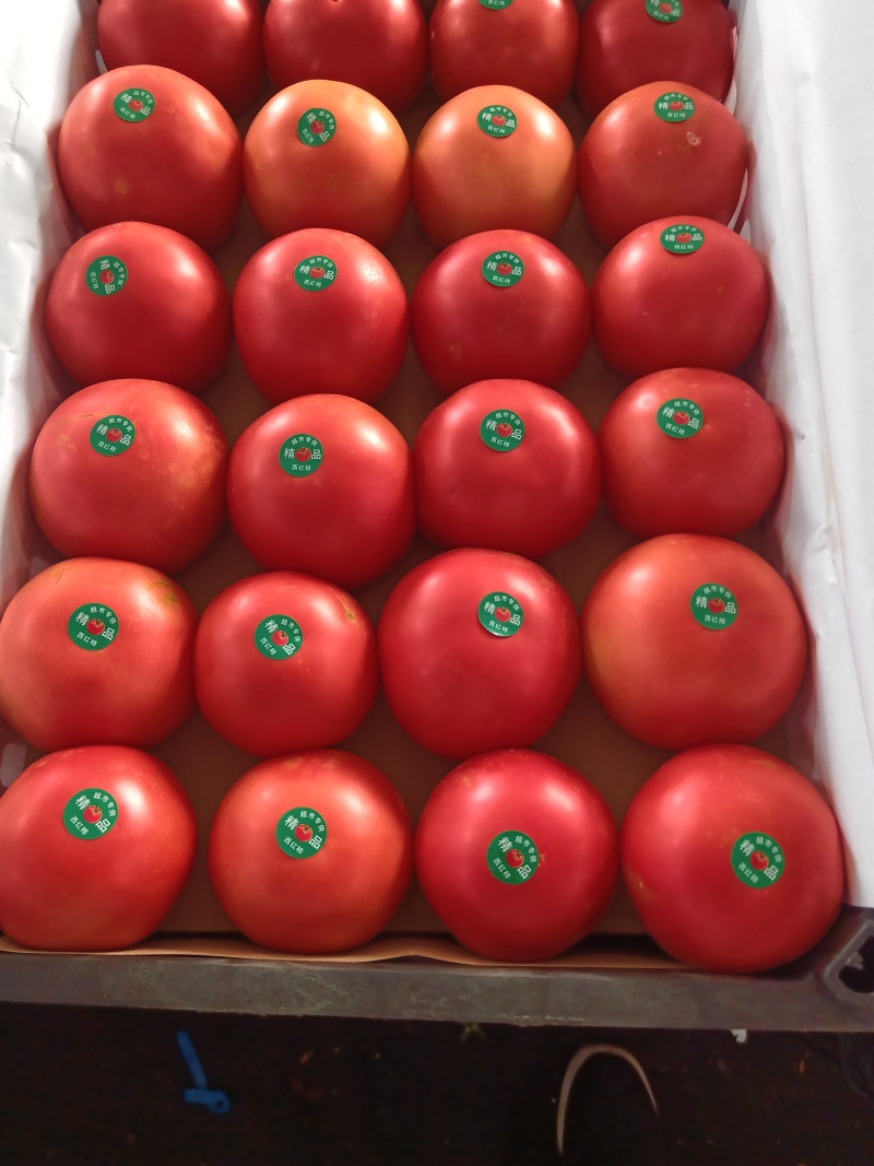 露地西红柿🍅🍅