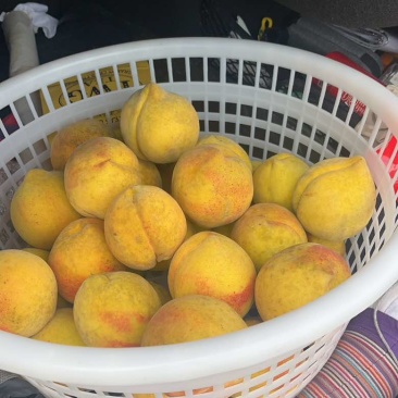 锦绣黄桃，均重6两，甜度15到18