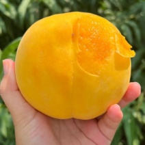 自家种的黄桃，个大，汁多，味甜，不套袋桃味浓郁