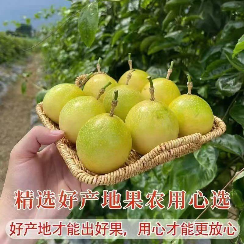钦密九号百香果