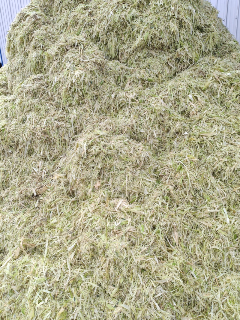 养殖青储饲料