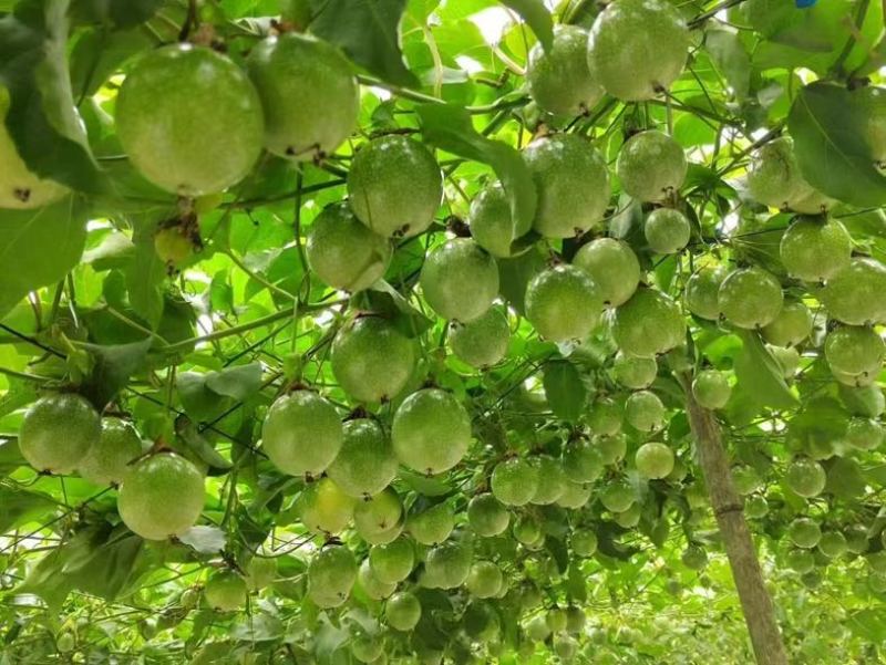 钦蜜9号百香果产地直发