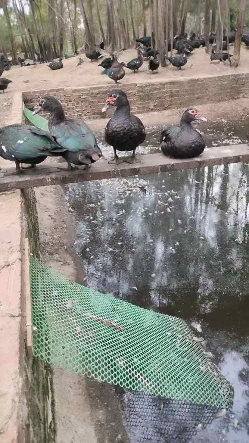 纯种玉土鸭，货源充足，场地直供，广东白切鸭，肉质鲜美