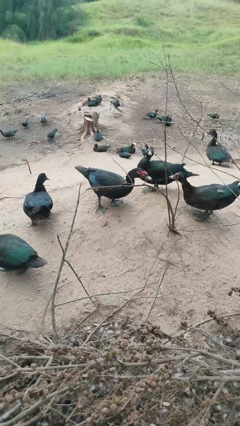 纯种玉土鸭，货源充足，场地直供，广东白切鸭，肉质鲜美