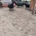 纯种玉土鸭，货源充足，场地直供，广东白切鸭，肉质鲜美