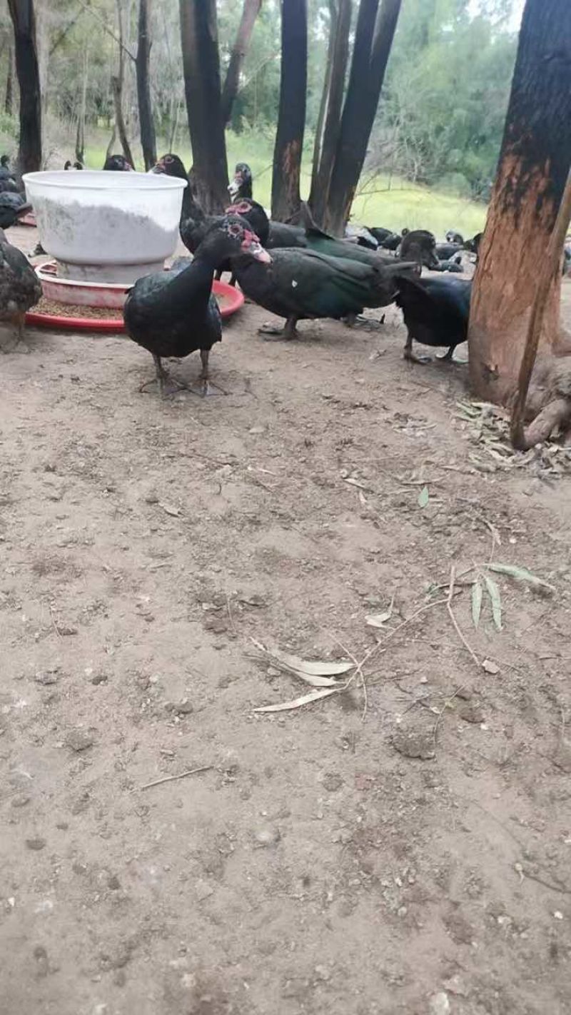 纯种玉土鸭，货源充足，场地直供，广东白切鸭，肉质鲜美