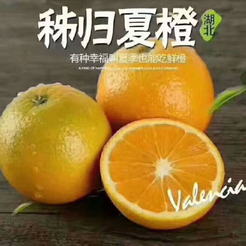 秭归夏橙，皮薄汁多，水份充足