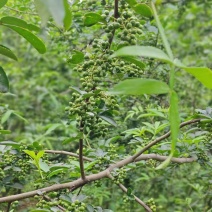 金阳青花椒中国青花椒第一镇的花椒