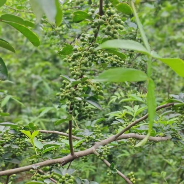 金阳青花椒中国青花椒第一镇的花椒