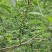 金阳青花椒中国青花椒第一镇的花椒