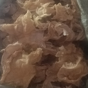 白木耳