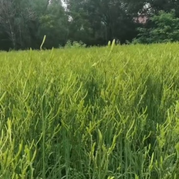 黄花菜黄花苗