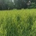 黄花菜黄花苗