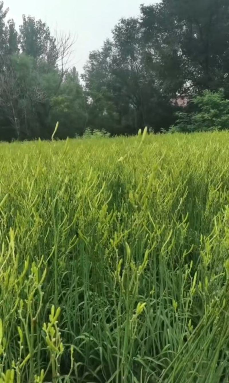 黄花菜黄花苗