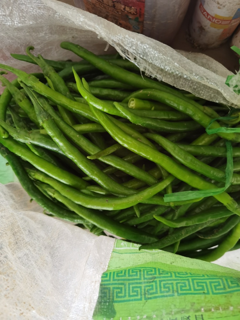 线椒二荆条青红椒