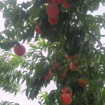 绿化久水蜜桃