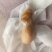 鸡宝