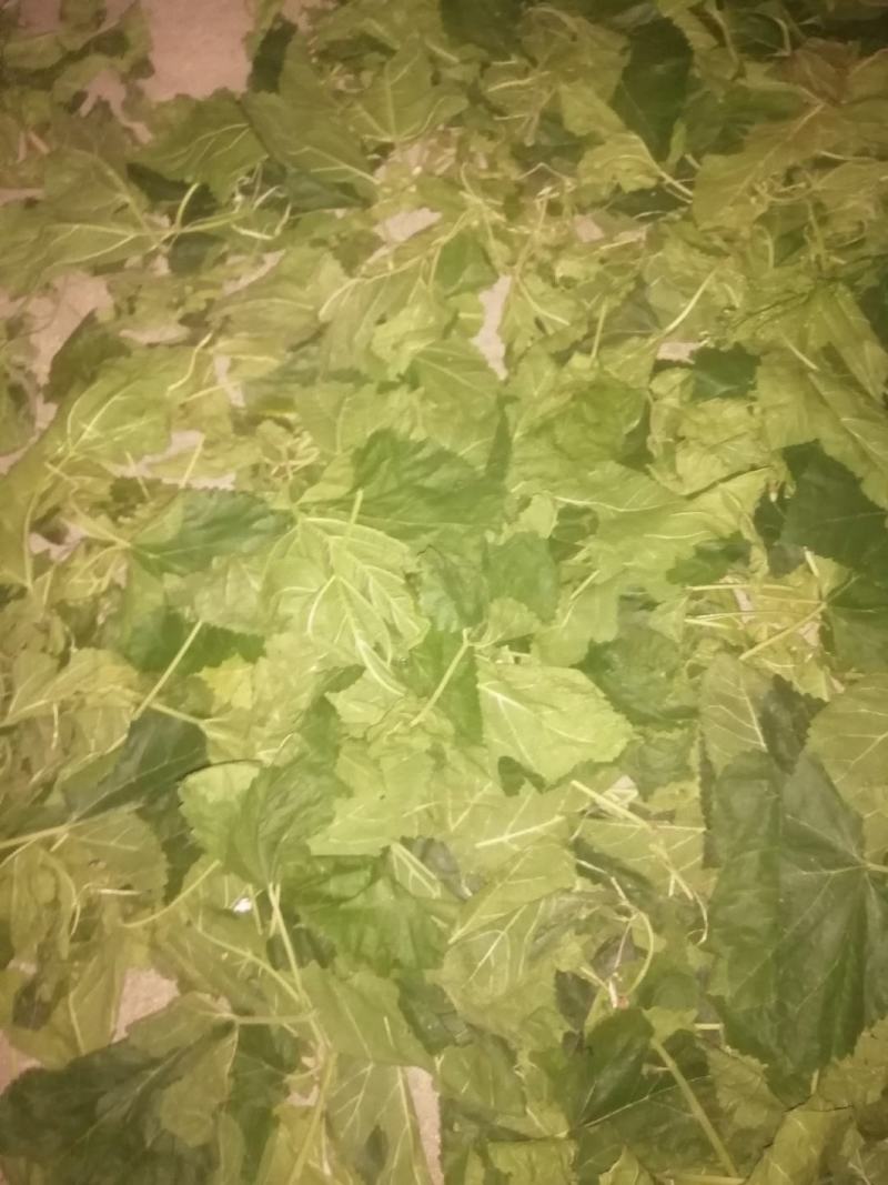 我家有桑叶，有需要请随时给我联系，电话***********