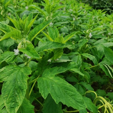 加工好的湿芝麻叶