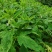 加工好的湿芝麻叶
