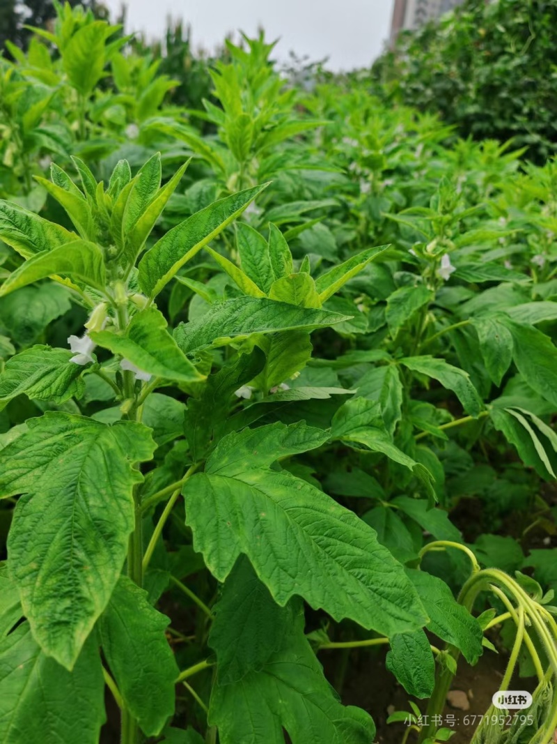 加工好的湿芝麻叶