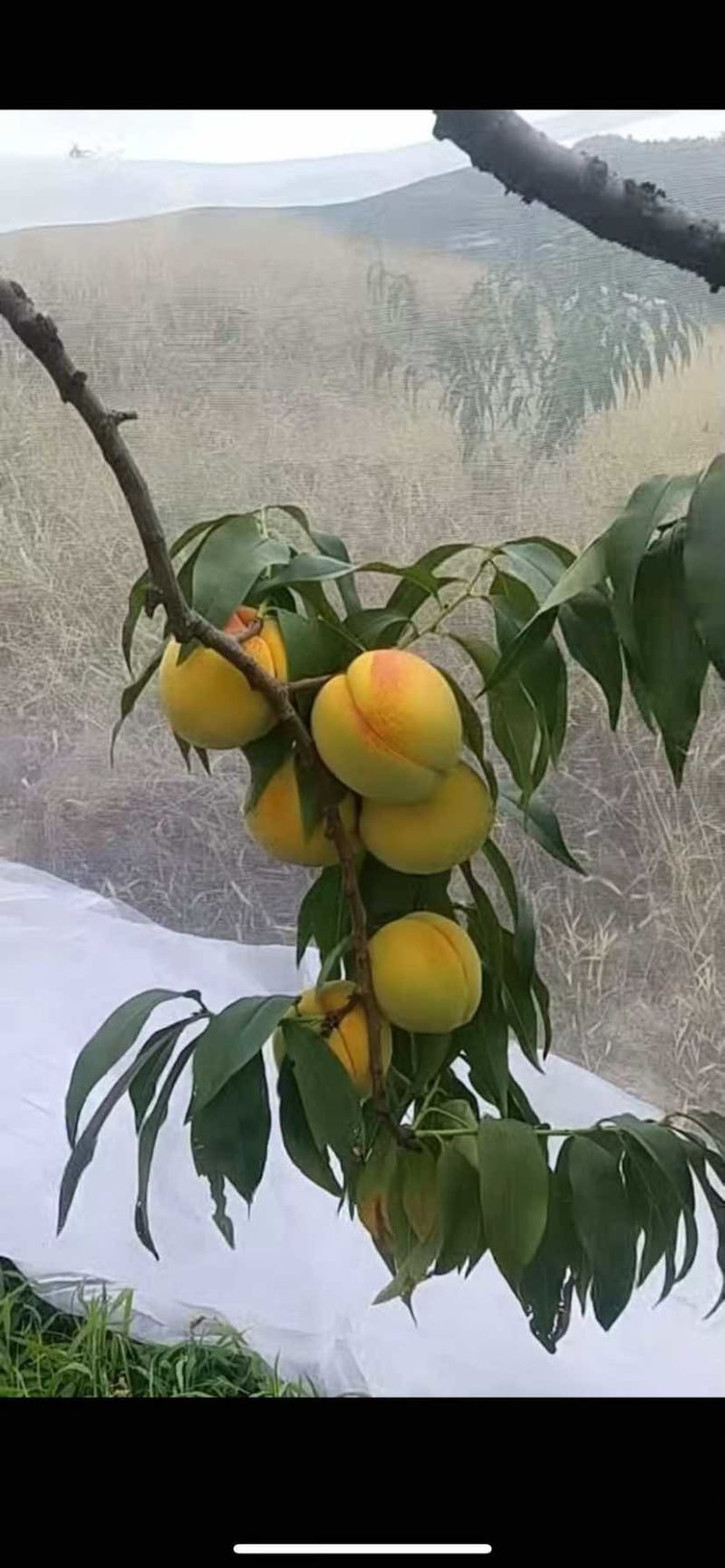 湖南麻阳高山黄桃