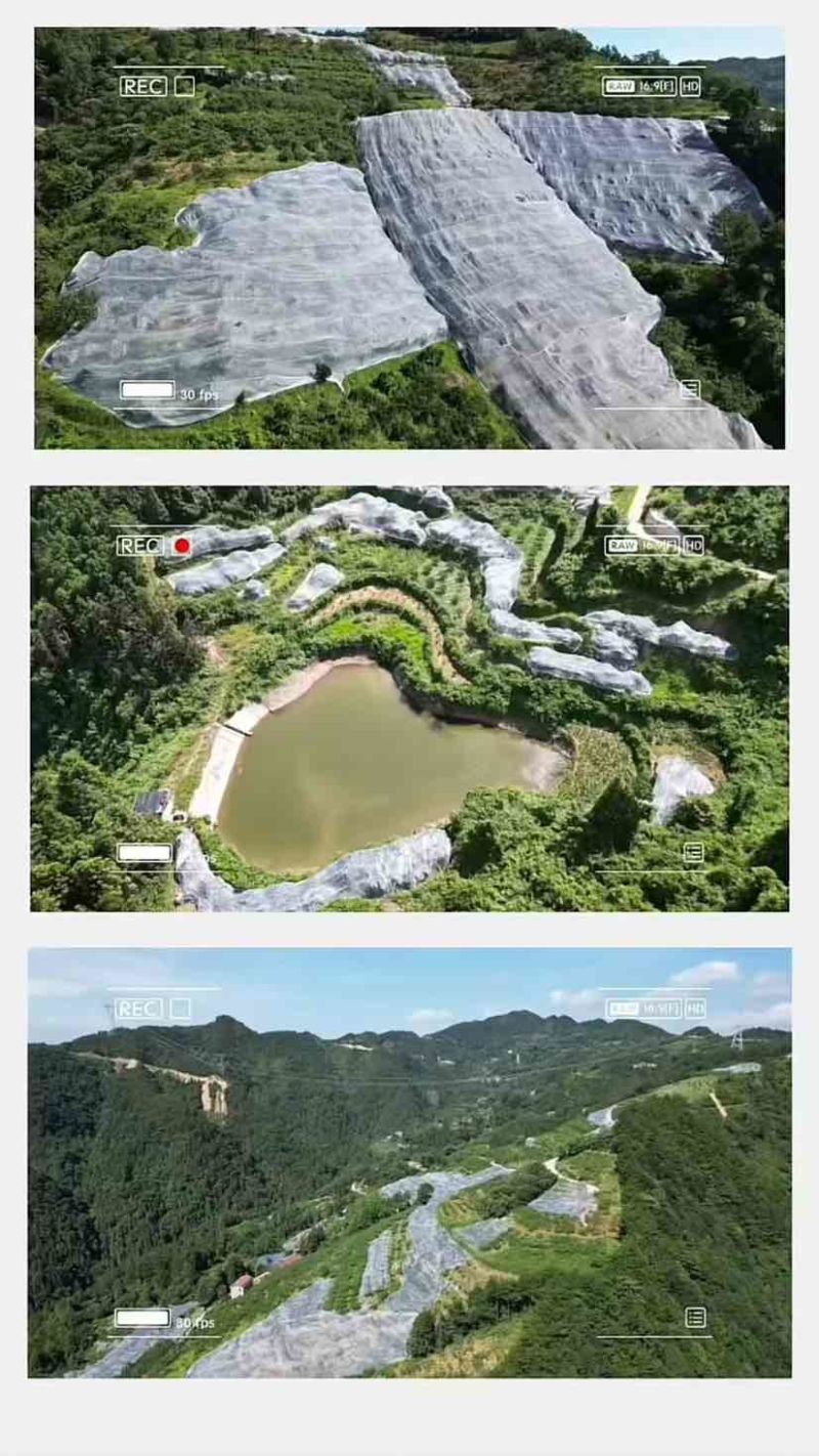 湖南麻阳高山黄桃