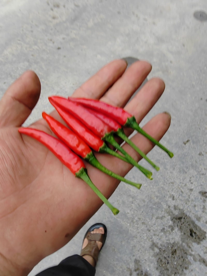 贵州小米辣