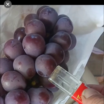 葡萄熟了大量的需要老板联系