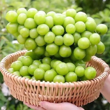 葡萄