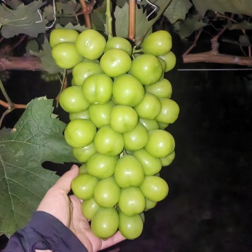西昌阳光玫瑰葡萄