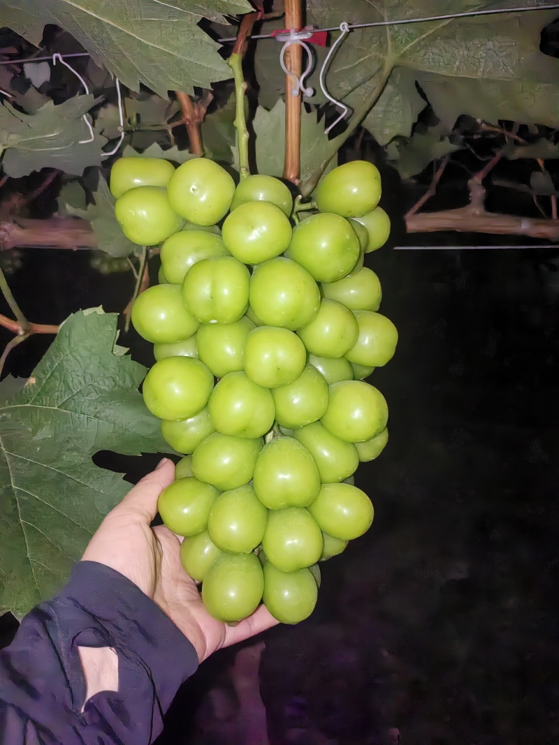 西昌阳光玫瑰葡萄