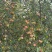 海棠果鸡心果量大，罐头厂货榨汁厂货都有，另有走市场一级果百吨
