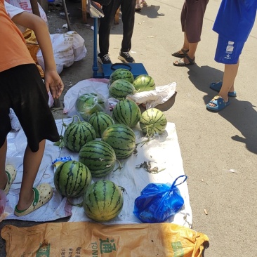 本地西瓜