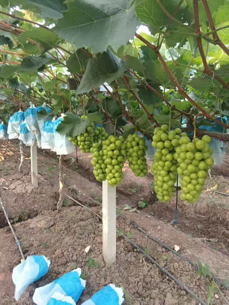 阳光玫瑰（商超、市场、批发）