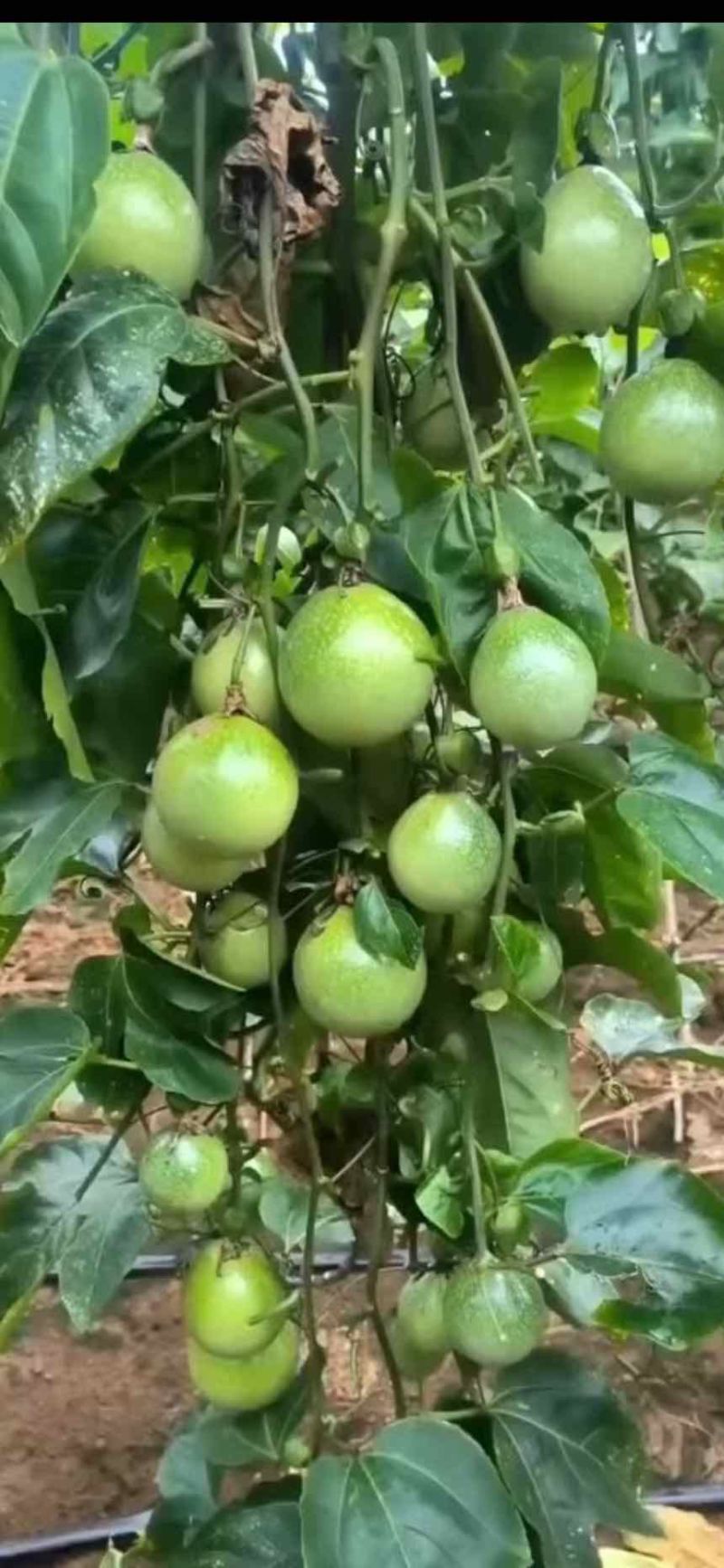 卖百香果钦蜜9号