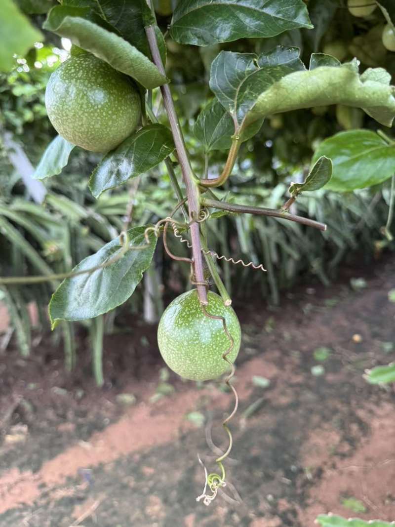 卖百香果钦蜜9号