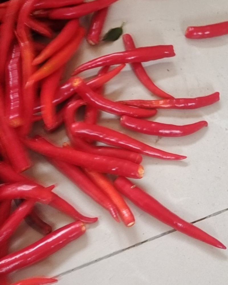 山东聊城鲜辣椒艳红