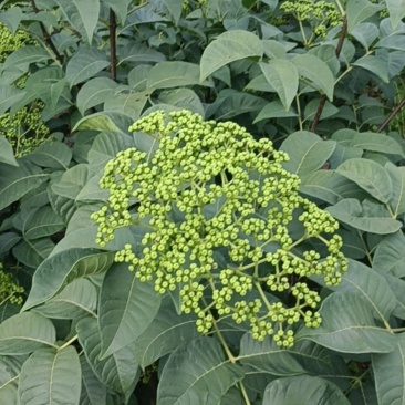 吴茱萸