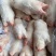 20-23个滑手蹄4吨