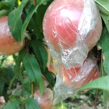 陕西毛桃