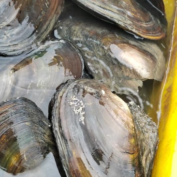 水产品，，河蚌，龙虾，泥鳅，鱼