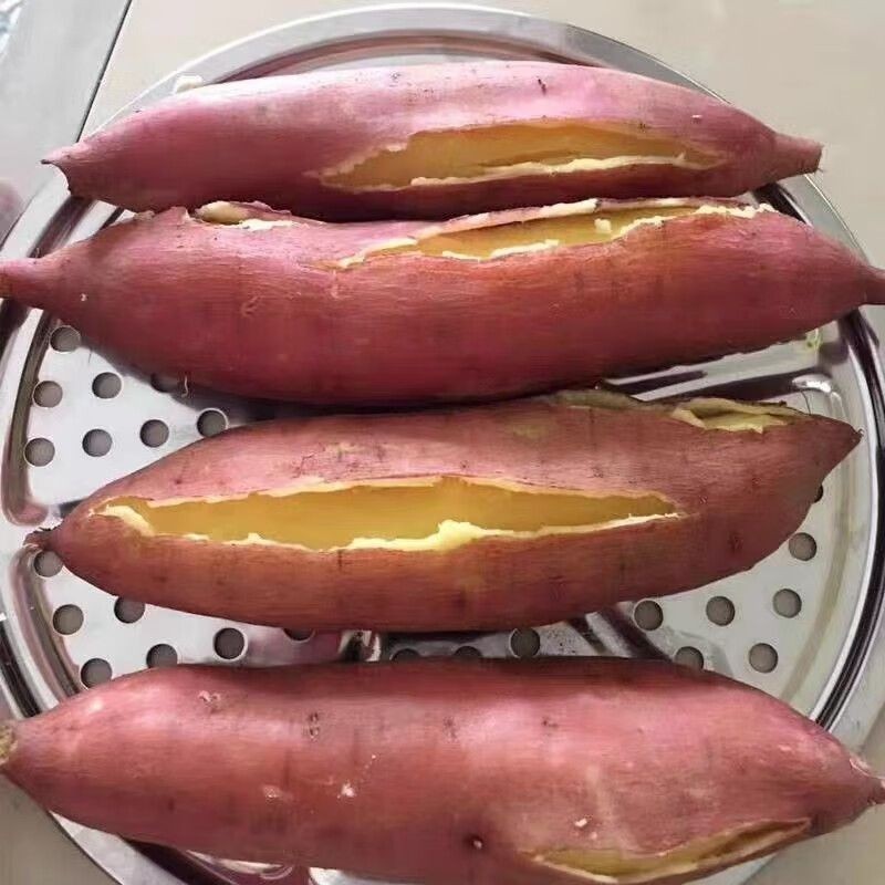 正宗板栗薯虢王