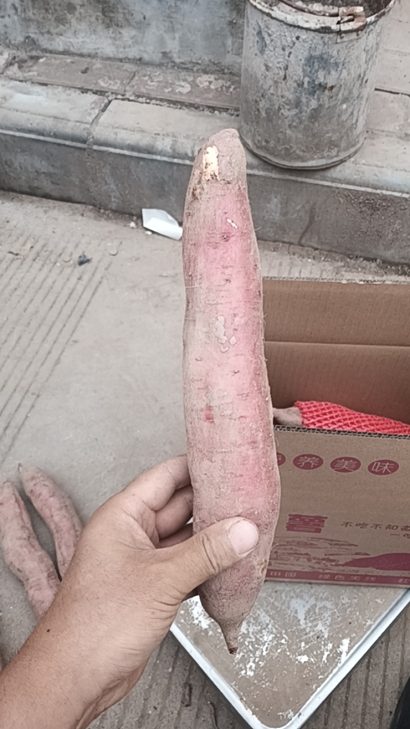 正宗板栗薯虢王