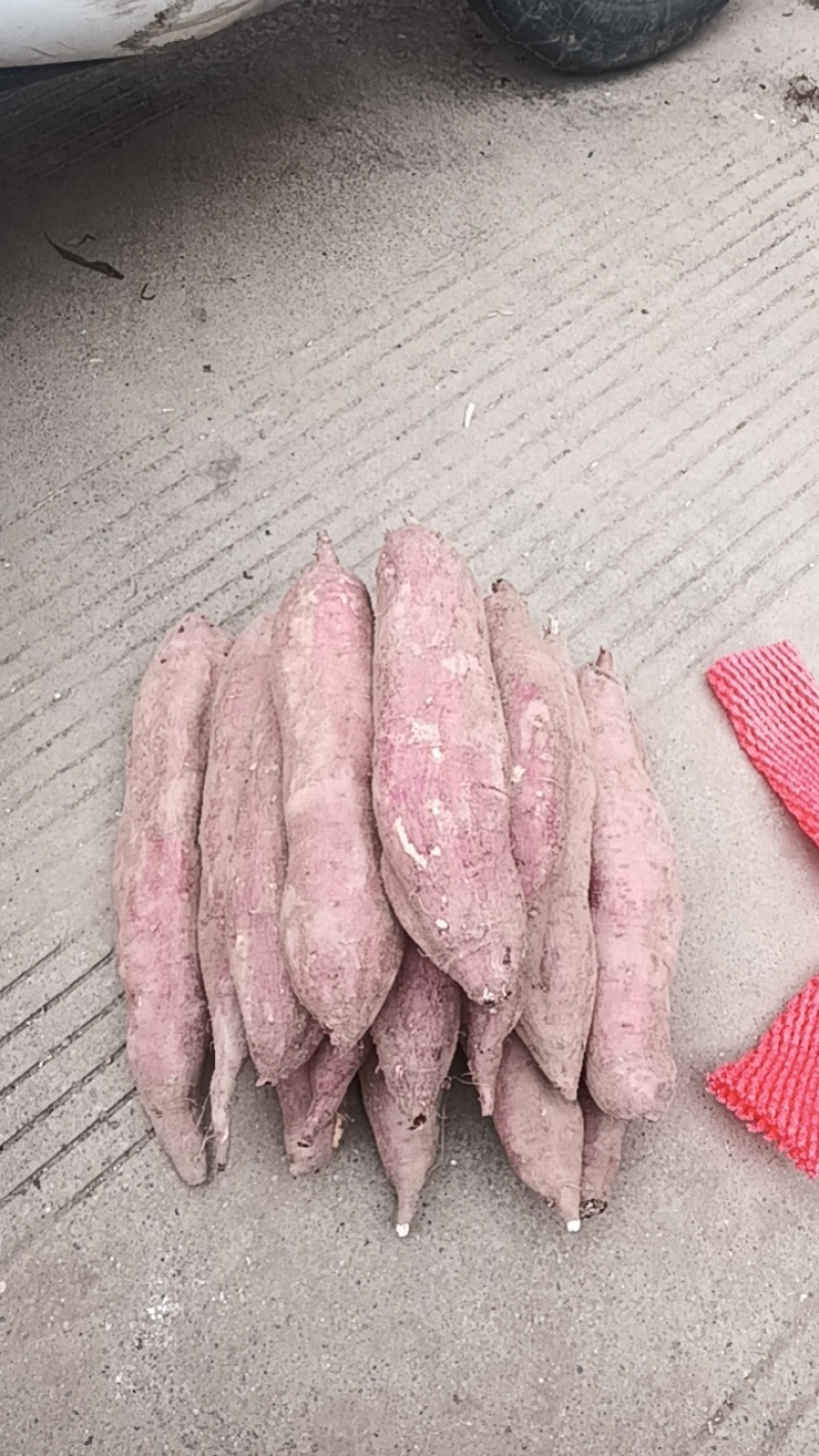 正宗板栗薯虢王