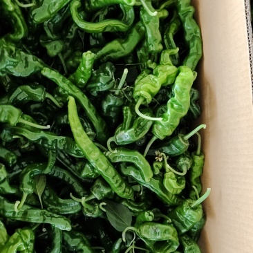 芜湖椒，新优，小皱皮，三号线椒，美人椒，红泡椒各种椒筛漏